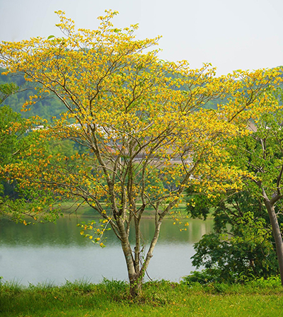 Kham Mok Luang, the University tree