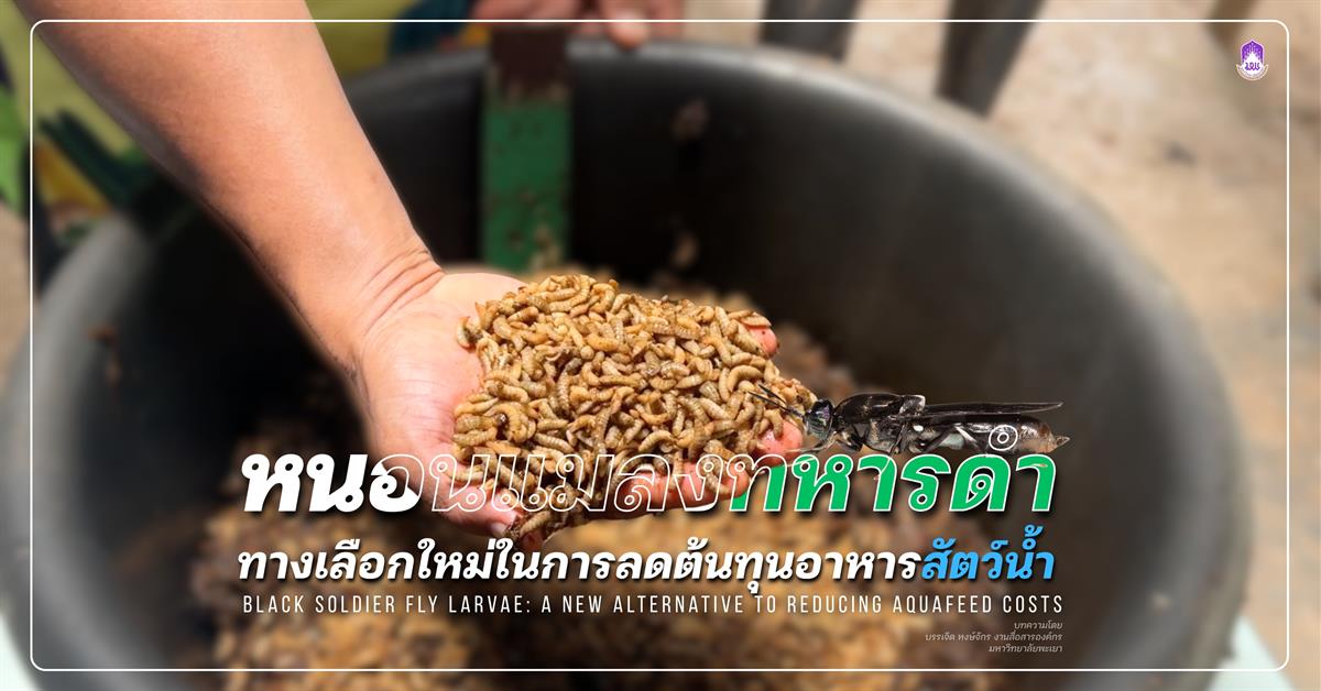 หนอนแมลงทหารดำหรือหนอนโปรตีน(BSF)  ทางเลือกใหม่ในการลดต้นทุนอาหารสัตว์น้ำ