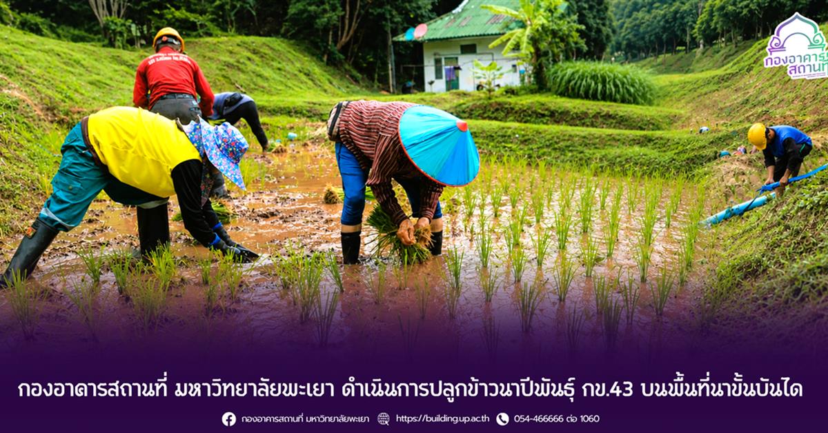 กองอาคารสถานที่ มหาวิทยาลัยพะเยา ดำเนินการปลูกข้าวนาปีพันธุ์ กข.43 บนพื้นที่นาขั้นบันได 