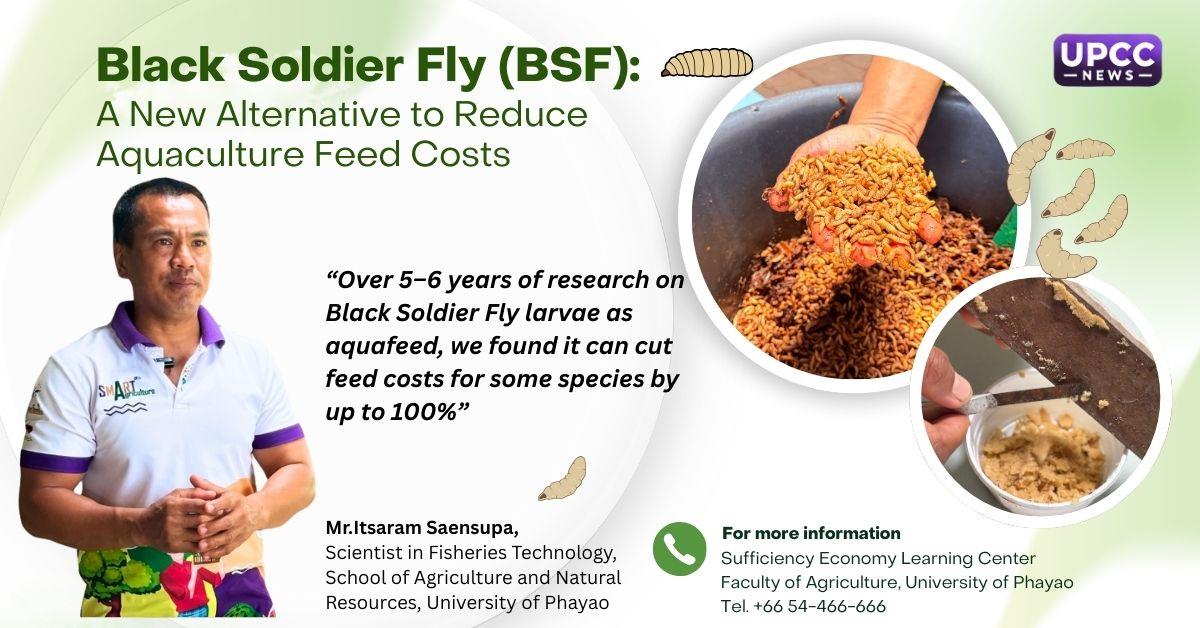  Black Soldier Fly (BSF)