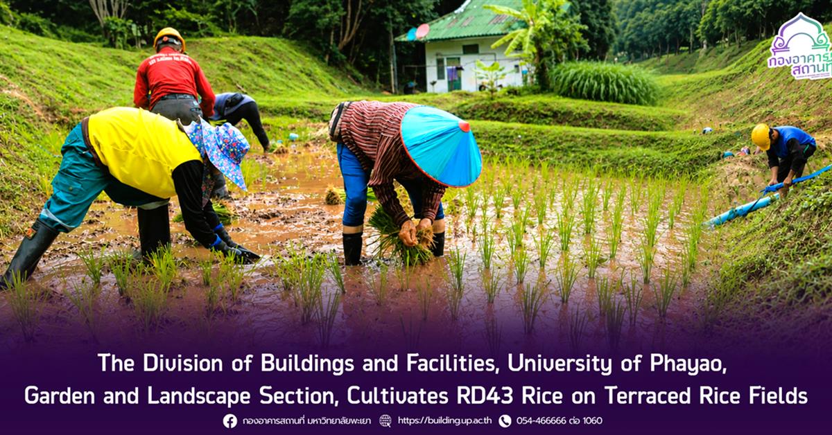 The Division of Buildings and Facilities, University of Phayao, Garden and Landscape Section, Cultivates RD43 Rice on Terraced Rice Fields.