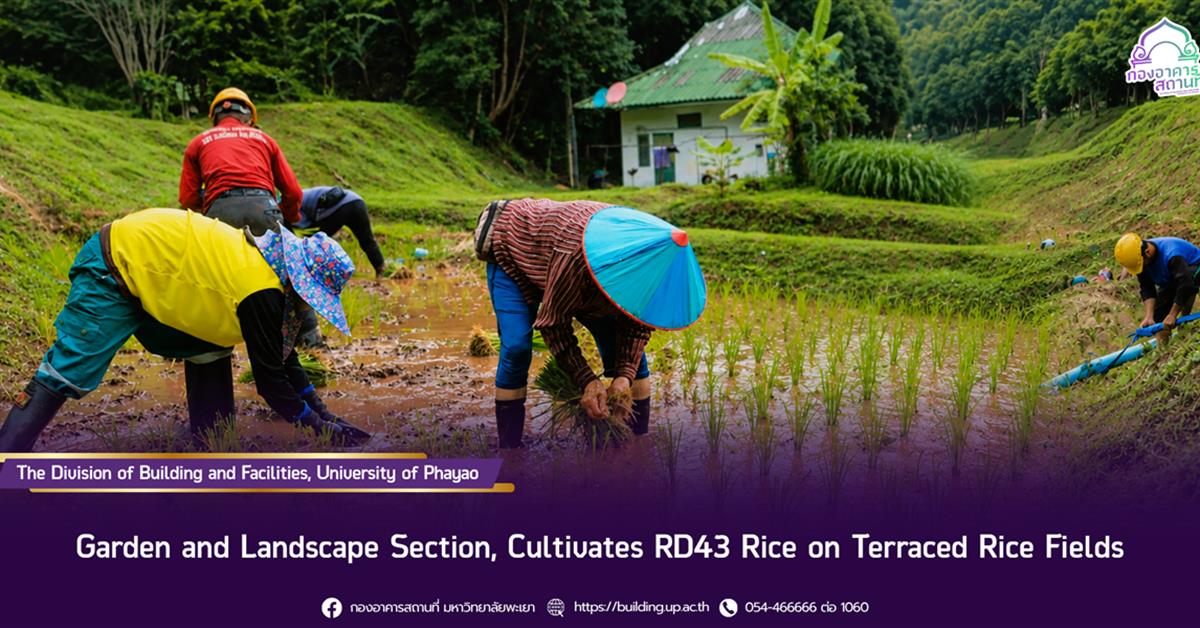 The Division of Buildings and Facilities, University of Phayao, Garden and Landscape Section, Cultivates RD43 Rice on Terraced Rice Fields.
