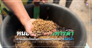 หนอนแมลงทหารดำ > </a><div style=