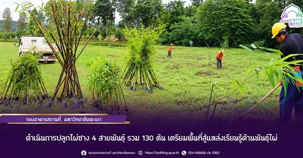 ดำเนินการปลูกไผ่ซาง 4 สายพันธุ์ รวม 130 ต้น เตรียมพื้นที่สู่แหล่งเรียนรู้ด้านพันธุ์ไผ่